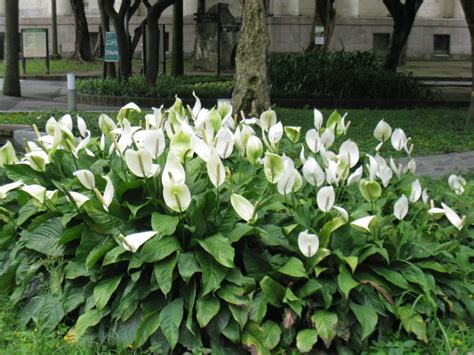 碑面 白鶴芋分株